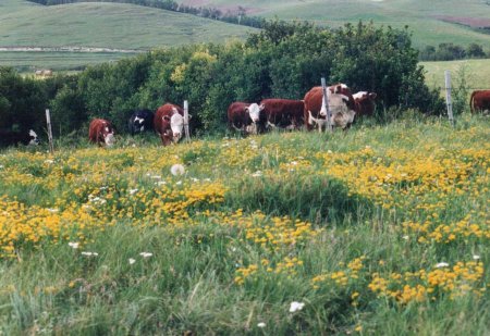 Cattle and flowers