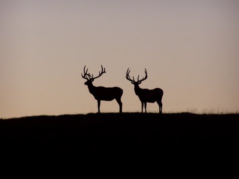 Elk Scenery